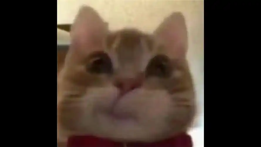 可爱歪嘴小猫表情(动态自取)