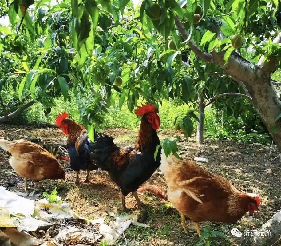 淄博人身边竟藏着一个世外桃源!看一眼便惊艳一年!