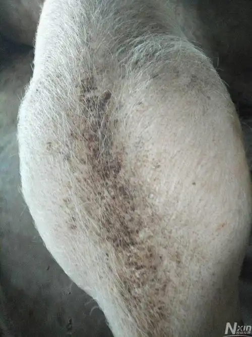 母猪已经驱过血虫(三氮脒),也喷过双甲脒,现在后背又起黑色皮了,请问