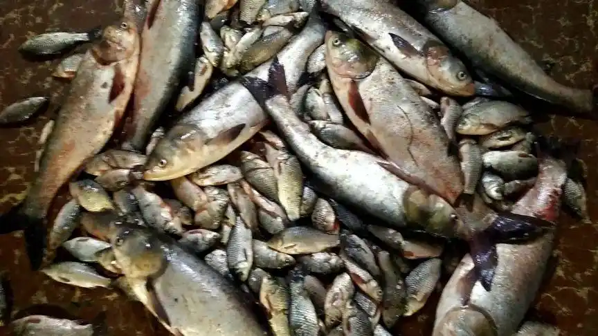 用粘网去 百米湖粘鱼了