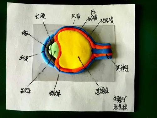 生物小制作