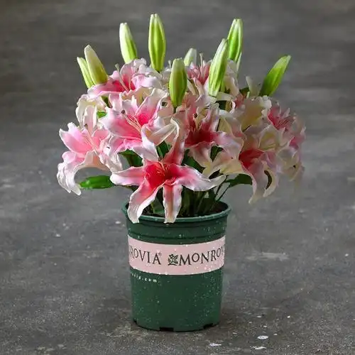 香水香水百合百合花盆栽苗带花苞水培室内客厅办公室时令草本花卉