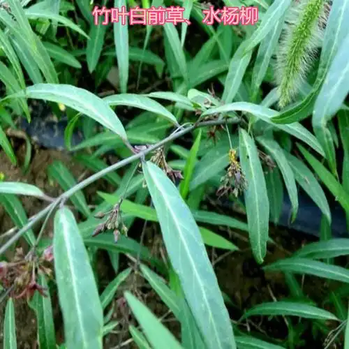 白前的功效与作用_价格_图片_食用方法-洽康中药材商城