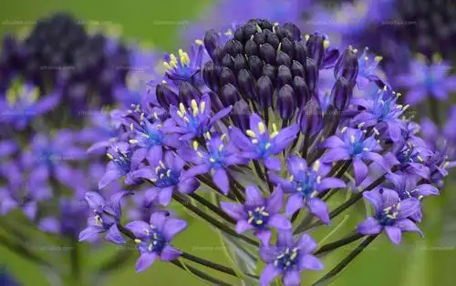 智利国花:智利钟花