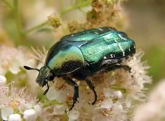 盘点农村常见的9种昆虫,小时候的玩具,都玩过的是孩子头