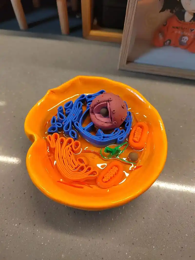 动物细胞模型来啦.#手工diy #科学 #我的手作 #细胞模 - 抖音