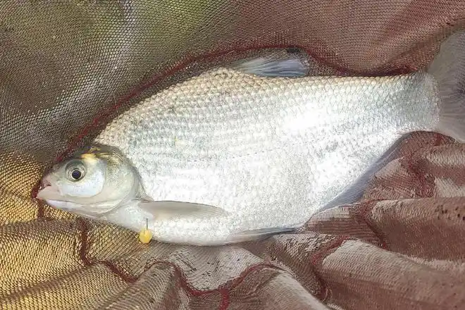 如何才能钓许多的鳊鱼夏季钓鳊鱼的4个技巧