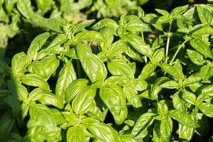 罗勒图片(罗勒图片能直接吃吗)