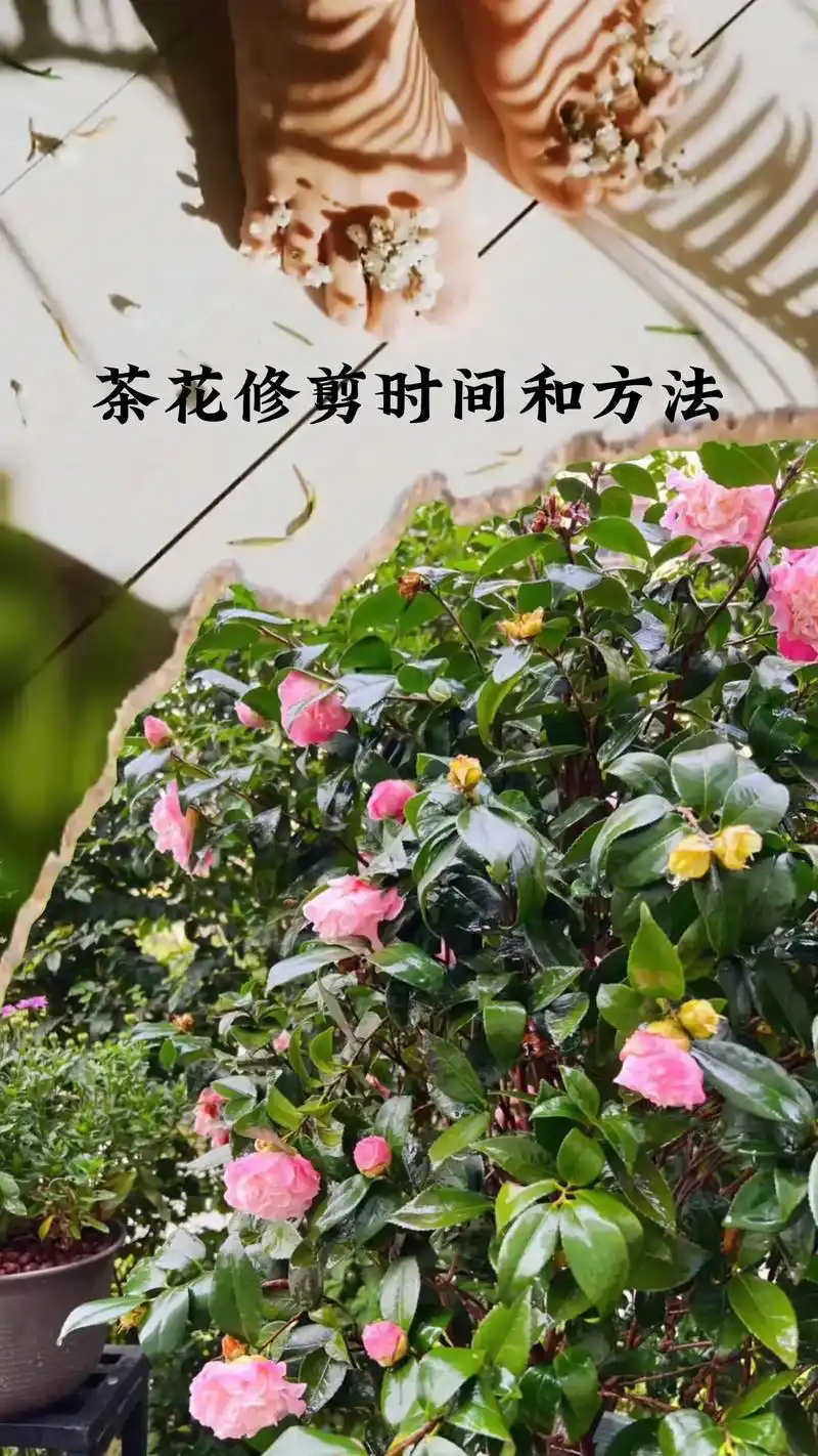 花卉绿植 #茶花修剪 #茶花怎么修剪 - 抖音