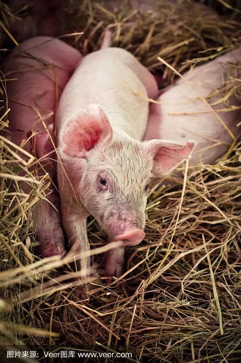 农场里可爱的小猪宝宝