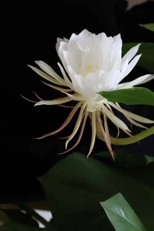 刹那间的美丽—昙花(原创)