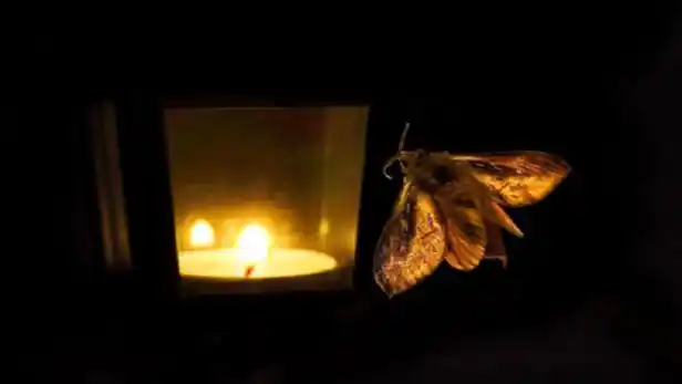 飞蛾为什么喜欢光?