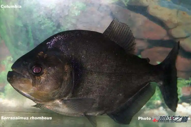 亚马逊加拉辛黑食大全(附流域)全面