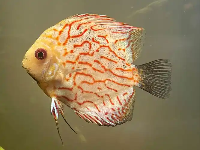 鱼缸里的热带鱼