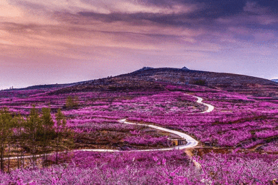 中国十大最美赏花地出炉 中国十大最美花海