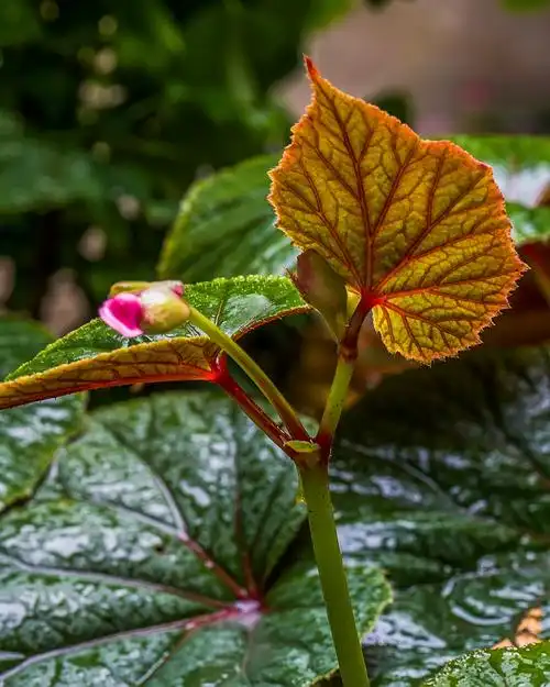 苍翠欲滴秋海棠
