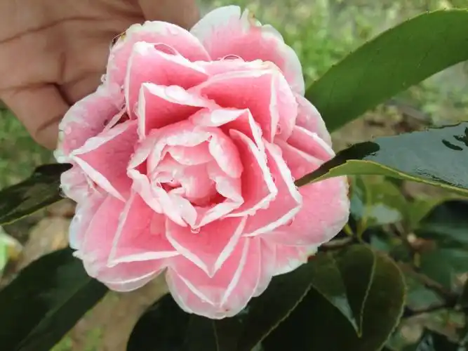 粉红佳品-粉丹-复色茶花