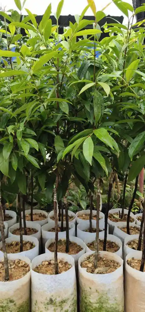 嫁接山竹苗黄金山竹岭南山竹苗产地货源