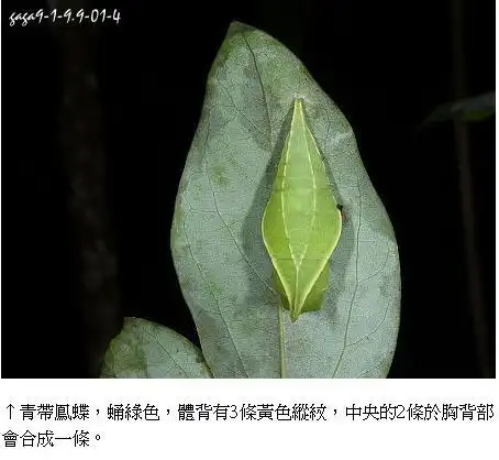 是什么蝴蝶的蛹