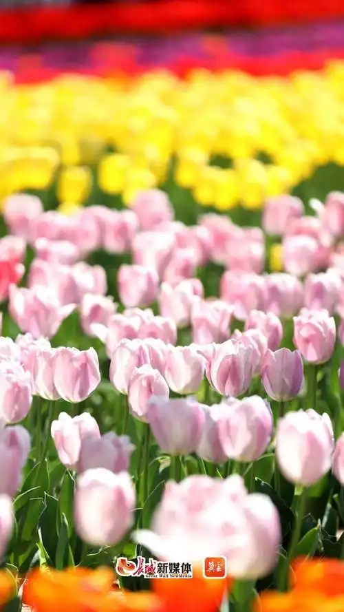 廊坊市文化公园郁金香开放.图片来自长城新媒体