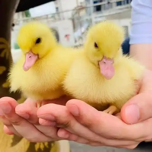 宠物鸭活物网红柯尔鸭幼崽小黄鸭子活苗观赏旱鸭青年产蛋繁殖活体