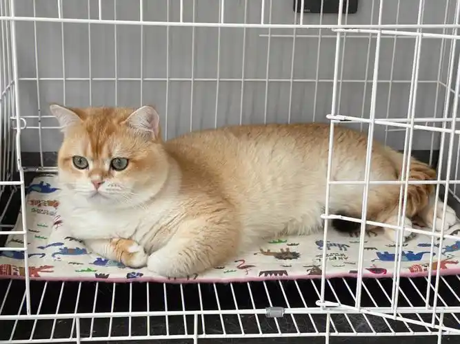 金渐层ny12色借配