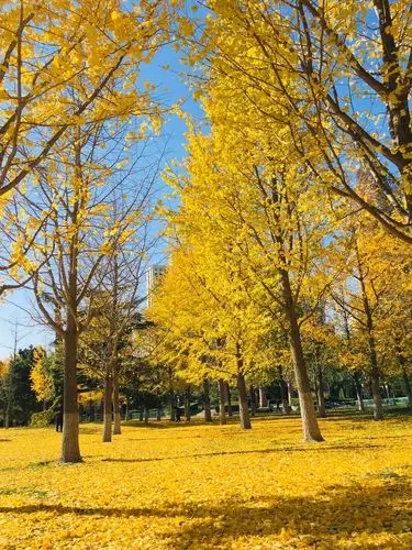 黄金满地,幸福满满!