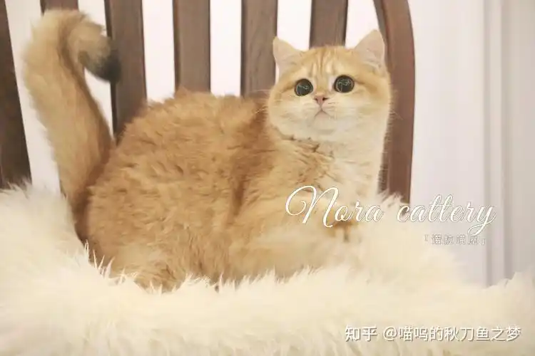 专业繁育稀有色金渐层喵呜的秋刀鱼之梦