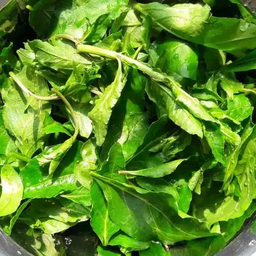 枸杞芽鸡蛋面,简单易做又好吃