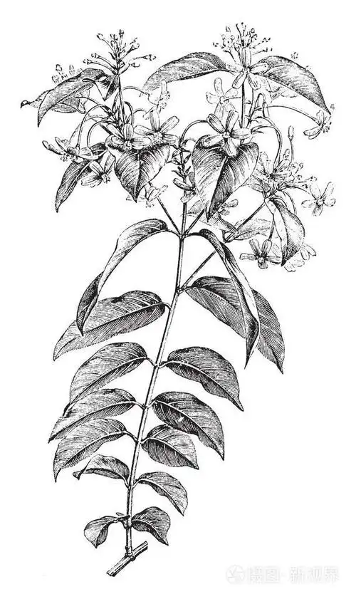 一种中国金银花枝,有美丽的叶子和花朵,复古的线条画或雕刻插图.