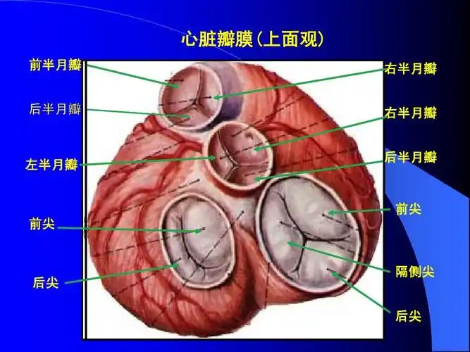 动脉狭窄及关闭不全上一页第3页 下一页 你可能喜欢 主动脉瓣关闭不全