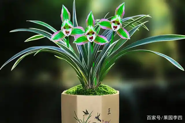 它是兰花界的"新宠",一花双色,香味扑鼻,身上藏着帝王气息