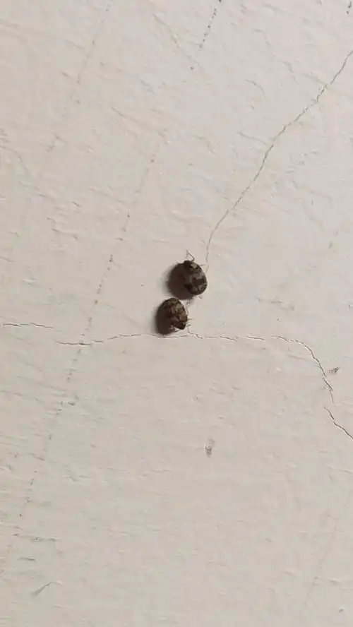 这是什么小虫子啊?