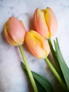 三郁金香在大理石三鲜黄色郁金香三个说谎郁金香三朵黄色的郁金香古色