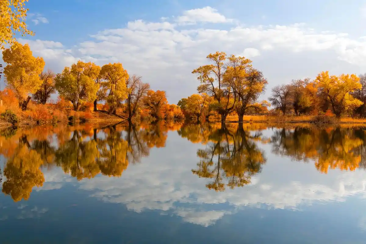 新疆巴楚县:316万亩原始胡杨林成就"世界连片面积最大天然胡杨林"美誉