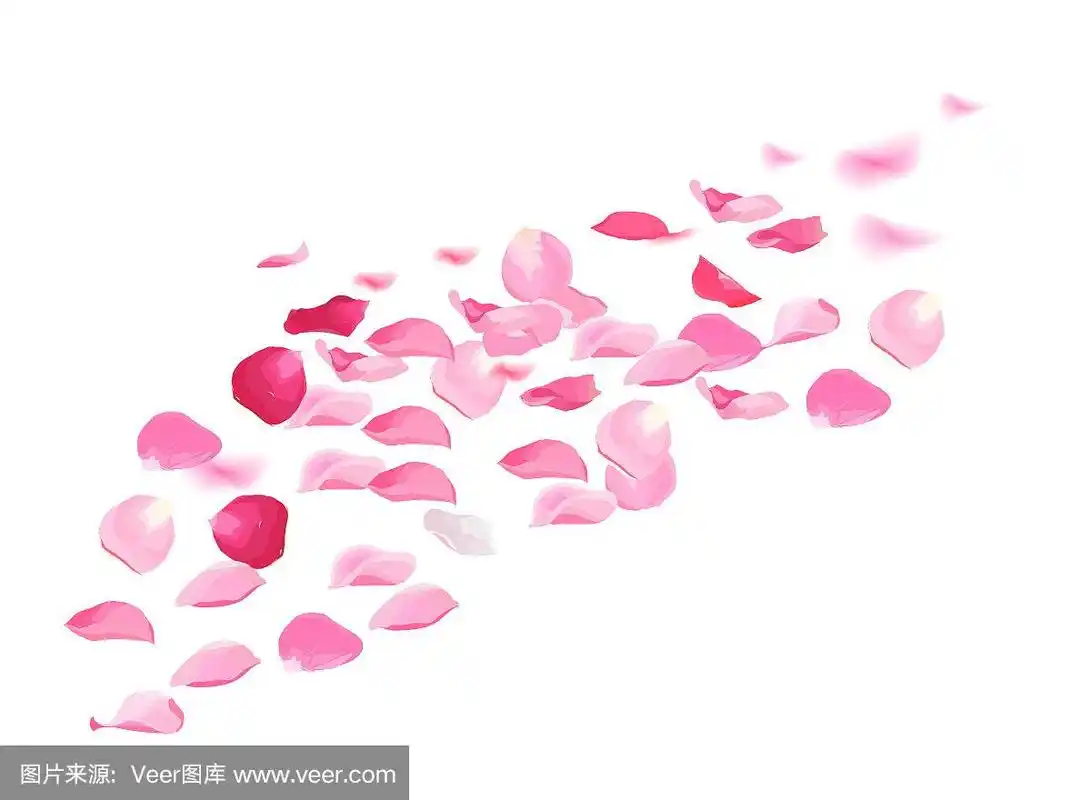 在空中飞舞的花瓣孤立在白色的背景
