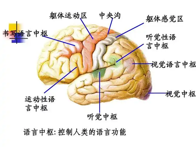 可能喜欢 吞咽功能评估 吞咽评估 机能评定 运动机能评定 语言和言语