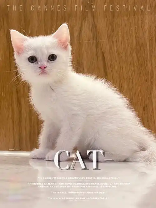 小猫咪找新家  |有意向私信品种颜色:  #英短纯白性别:妹妹 月龄:个