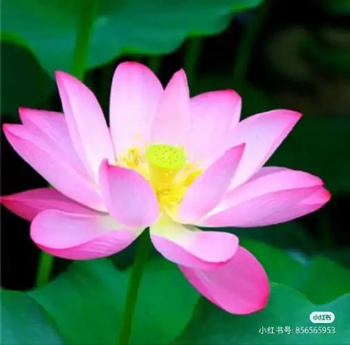 中老年人微信头像_小红书