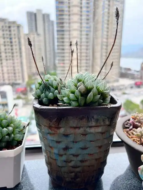 等了一星期就想看玉露开花的样子