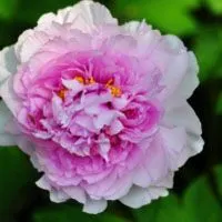 最艳丽的花卉图片牡丹花朵头像图片