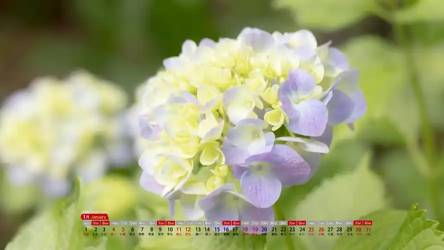 2021年1月小清新唯美的绣球花日历写真,月历壁纸-回车桌面