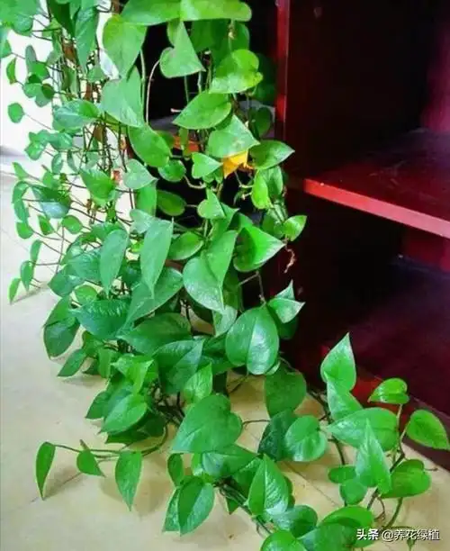 土培绿萝收到怎么养需要注意什么精心整理