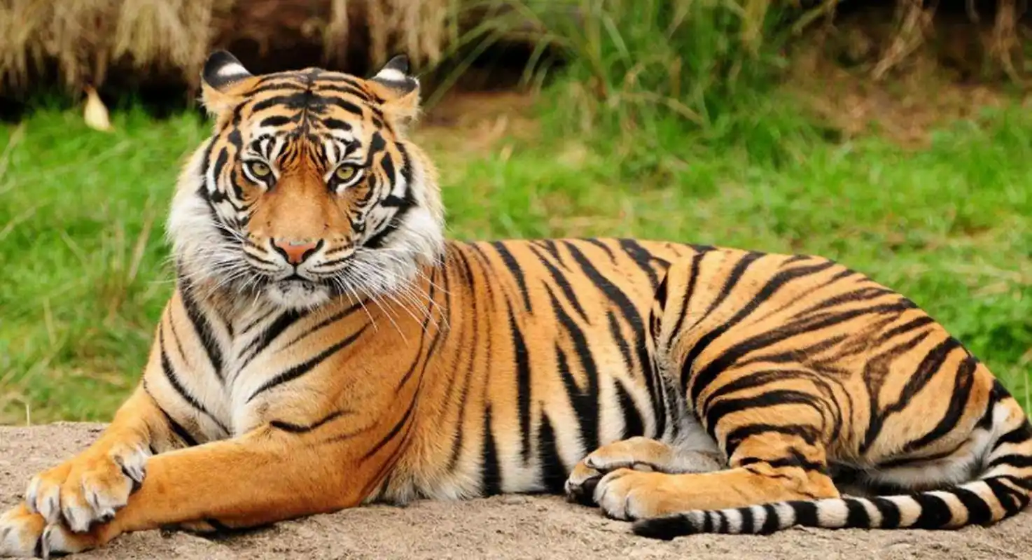 老虎是顶级捕食者,控制其他动物种群数量,保持生态系统平衡.