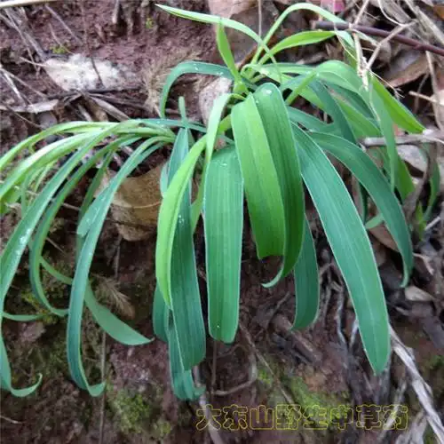 柴胡新鲜现挖中草药地熏山菜菇柴草500g其他药食同源食品