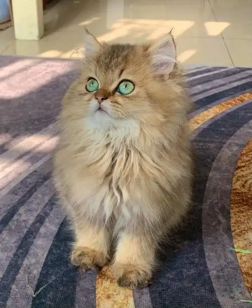 长毛金渐层三个月如何安稳度过尴尬期求解