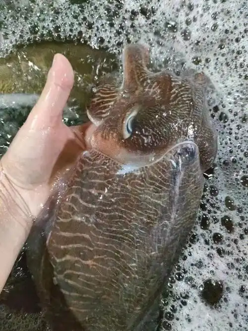 野生活墨斗鱼,顶级货,市场上买不到的,白灼,爆炒,酱卤,非常鲜脆好吃