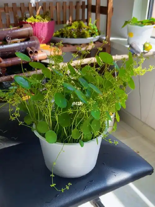 铜钱草开花咋办