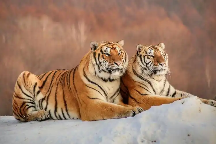 摄影 我镜头中的东北虎