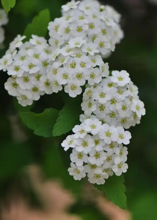 【花卉摄影】——绣线菊